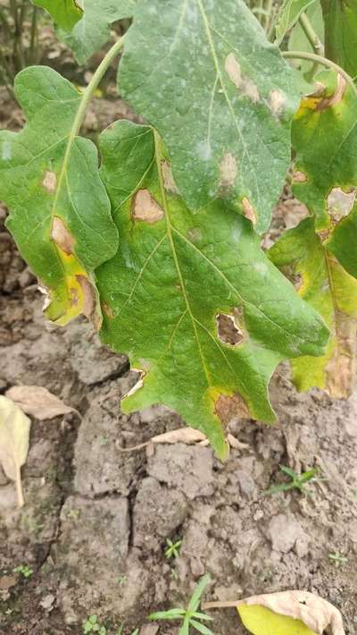 Fusarium Wilt - Brinjal