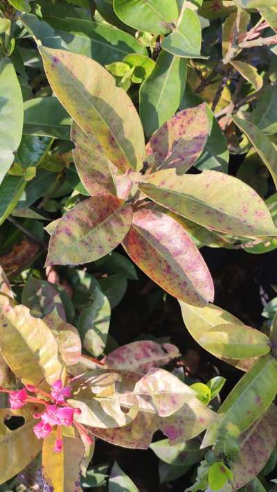 Zinc Deficiency - Mango