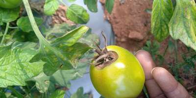 ಬೋಟ್ರೈಟಿಸ್ ಸೋಂಕು - ಟೊಮೆಟೊ