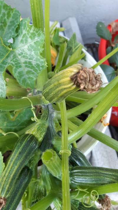 Blossom End Rot - Zucchini