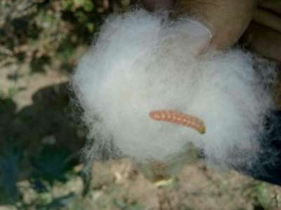 Pink Bollworm - Cotton