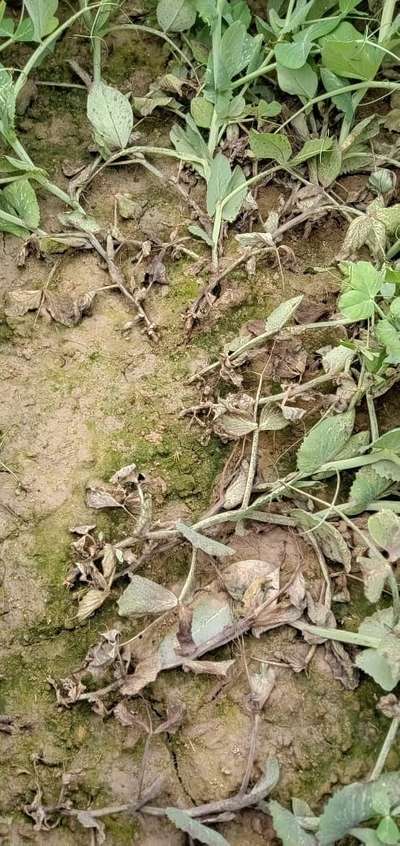 Potato Late Blight - Pea