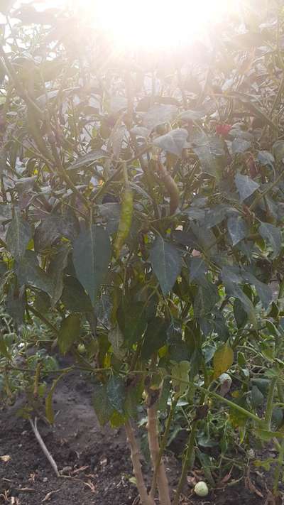 Spider Mites - Capsicum & Chilli