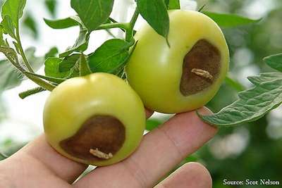 Blossom End Rot - Tomato