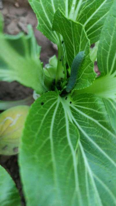 Cabbage White Butterfly - Cabbage