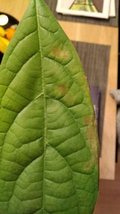 Alternaria Late Blight - Bean