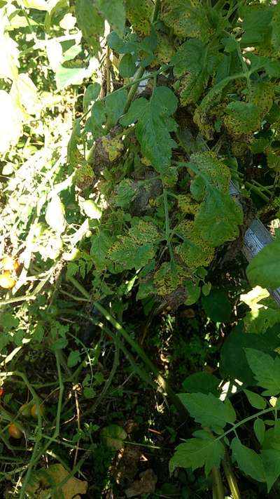 Mancha Bacteriana - Tomate