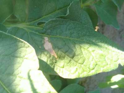 Potato Late Blight - Potato