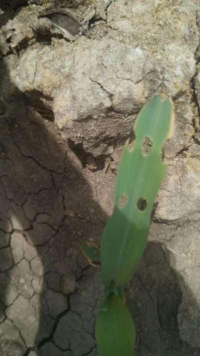 European Maize Borer - Maize