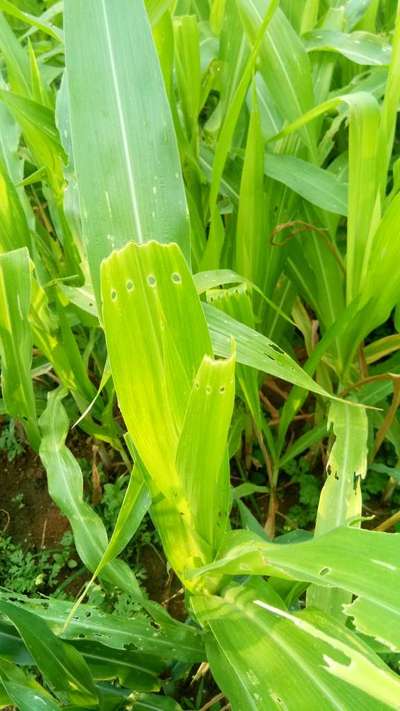 ಚುಕ್ಕೆಯುಳ್ಳ ಕಾಂಡಕೊರಕ - ಮೆಕ್ಕೆ ಜೋಳ