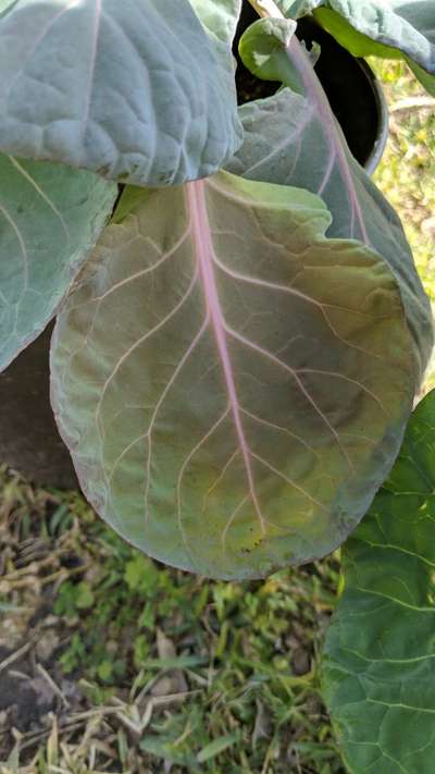 Phosphorus Deficiency - Cabbage