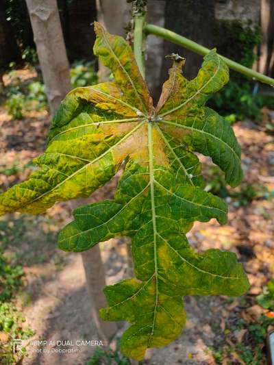 Spider Mites - Papaya