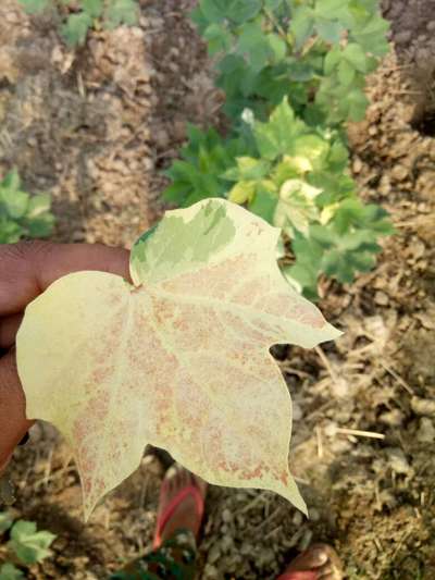 Leaf Variegation - Cotton