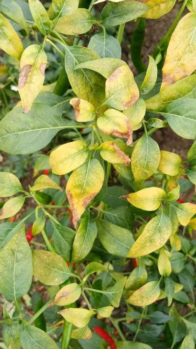 Blight of Pepper - Capsicum & Chilli