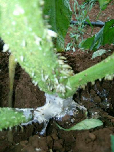 स्क्लेरोशिनिया खोडकुज - टोमॅटो