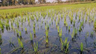 ಸಾರಜನಕ ಕೊರತೆ - ಭತ್ತ