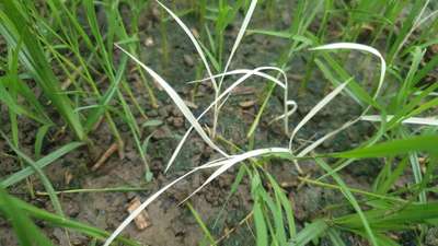 Yellow Stem Borer - Rice