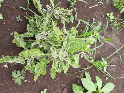 Little Leaf of Brinjal - Brinjal