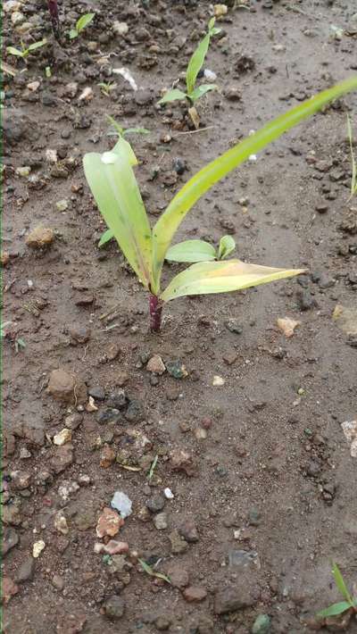 Potassium Deficiency - Maize