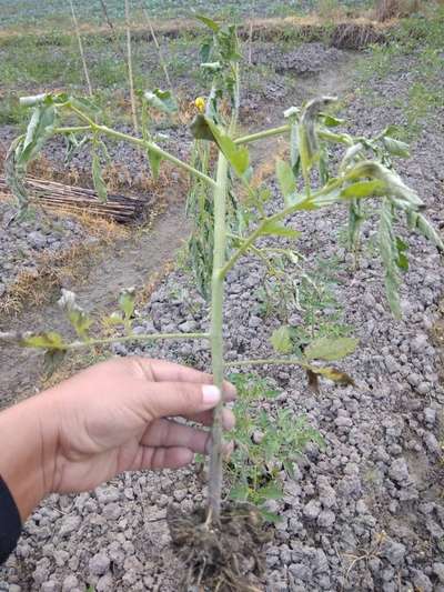 Bacterial Wilt - Tomato