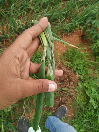 Purple Blotch of Onion - Onion