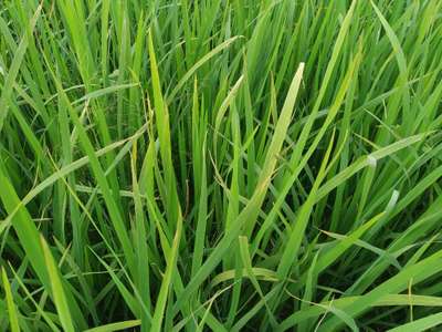 Bacterial Blight of Rice - Rice