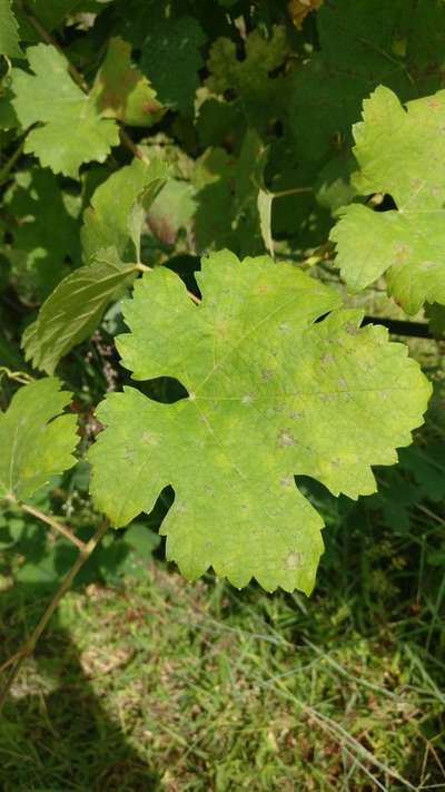 Powdery Mildew - Grape