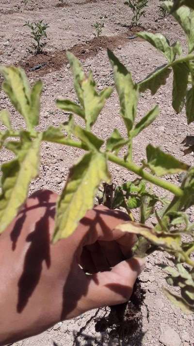 Bacterial Wilt - Tomato