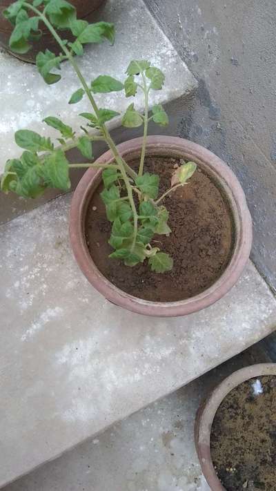 સ્પાઈડર માઇટ્સ - ટામેટા