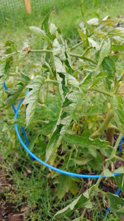 Tomato Leaf Miner - Tomato