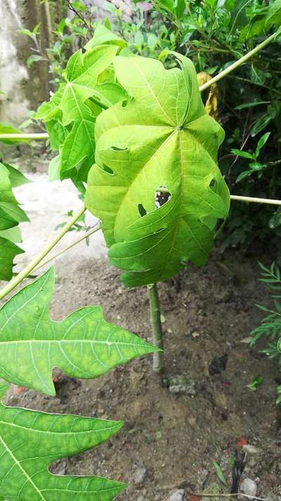 Nitrogen Deficiency - Papaya