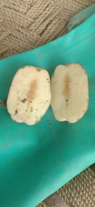 Blackleg of Potato - Potato