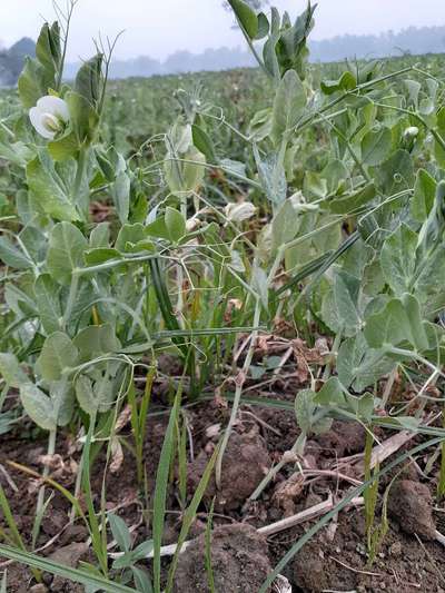 Powdery Mildew - Pea