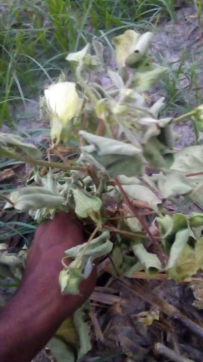 ஃபுசேரியம் வாடல் நோய் - பருத்தி