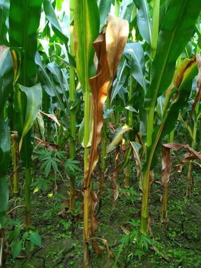 Nitrogen Deficiency - Maize