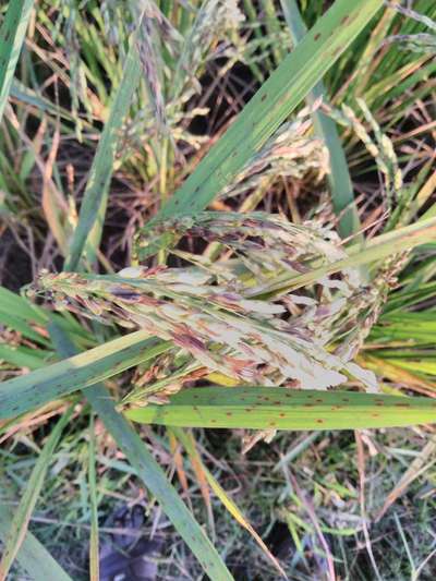 Narrow Brown Leaf Spot of Rice - Rice