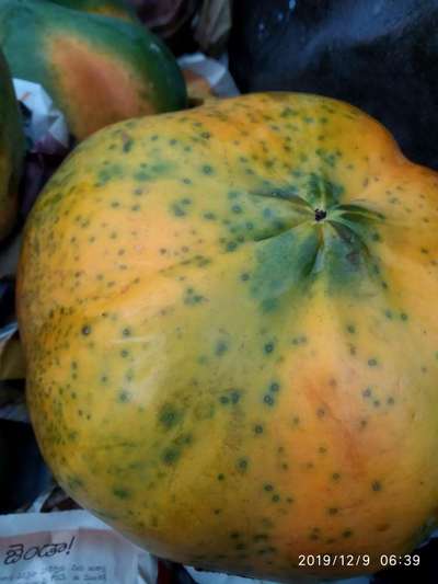 Black Spot Disease of Papaya - Papaya