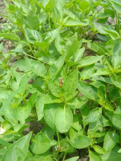 Chilli Thrips - Capsicum & Chilli