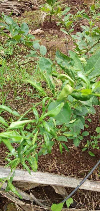 ಸಿಟ್ರಸ್ ನ ಎಲೆ ಸುರಂಗ (ಲೀಫ್ ಮೈನರ್) - ಸಿಟ್ರಸ್ (ನಿಂಬೆ, ಕಿತ್ತಳೆ ಹಾಗು ಇತರ ನಿಂಬೆ ಜಾತಿ ಬೆಳೆಗಳು)