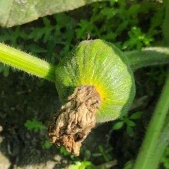 ফলের মাছি পোকা - কুমড়া