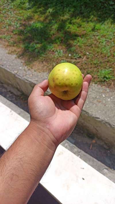 Fruit Rot - Apple