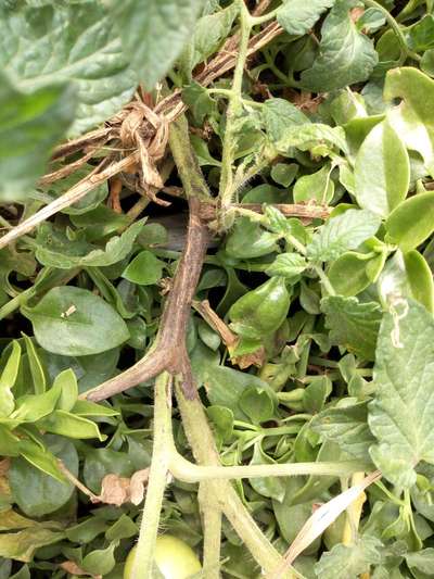 Tomato Late Blight - Potato