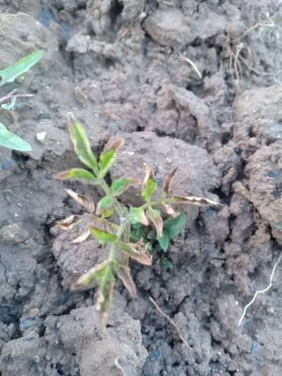 Tomato Late Blight - Tomato