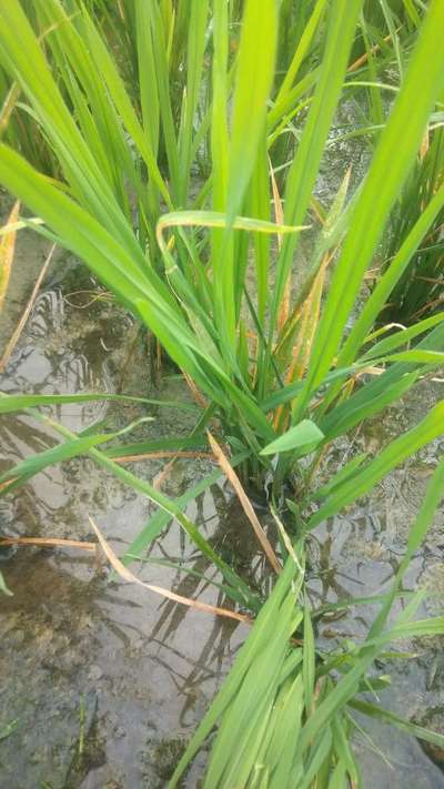 Septoria Tritici Blotch - Rice