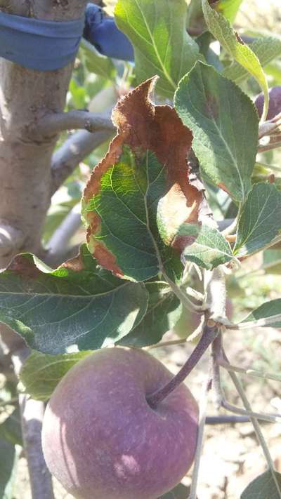 Potassium Deficiency - Apple