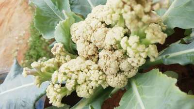 Cabbage White Butterfly - Cauliflower