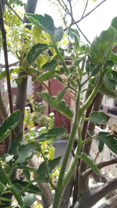 Thrips - Tomato