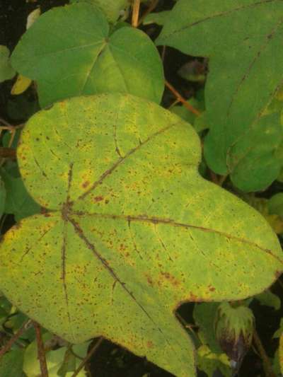 Cotton Leafhopper Jassids - Cotton