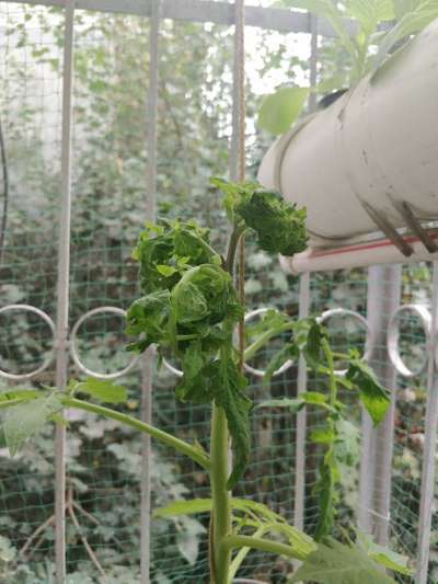 Tomato Yellow Leaf Curl Virus - Tomato