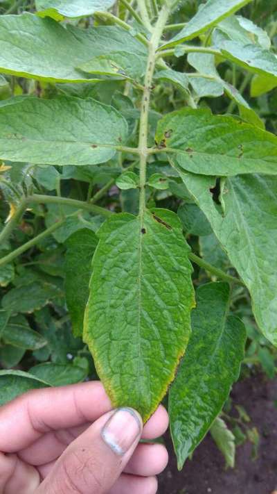 Early Blight - Tomato